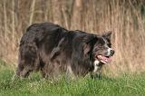 BORDER COLLIE 1459